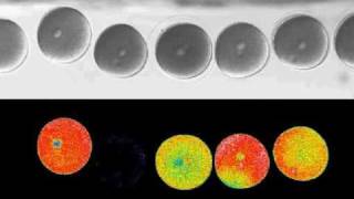 Sea urchin fertilization calcium wave [upl. by Allsopp]