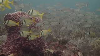 3 minutes on Pauls Reef  September 2024 [upl. by Retxed972]