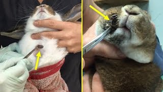 Botfly Larva Removed From Rabbits And Cats  Animal Rescue [upl. by Ynatsyd]