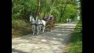 Gita nel bosco con carrozze a cavalli  WWWREALFRIULIIT [upl. by Rebm644]