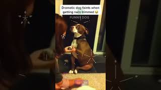 Dramatic Puppy Passes Out While Getting Nails Trimmed [upl. by Nairrod]