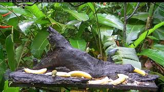 Bananaquit Takes Center Stage On Panama Fruit Feeder – Oct 17 2018 [upl. by Ob]