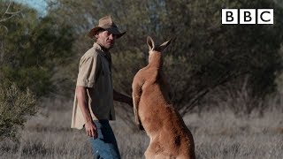 Dont mess with Roger the Kangaroo  Kangaroo Dundee  BBC [upl. by Hiro414]