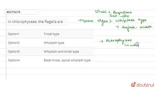 In chlorophyceae the flagella are [upl. by Hameean982]