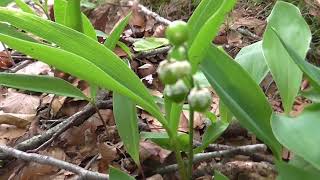 Lelietjevandalen  Convallaria majalis [upl. by Wynne]