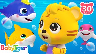 Baby Shark Doo Doo Doo🐠Animal Dance TimeMore Animal Songs amp Nursery Rhymes for Toddlers  BabyTiger [upl. by Llirrehs]