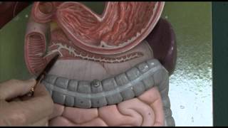 Anatomy 6 Gastrointestinal tract [upl. by Jeffry963]