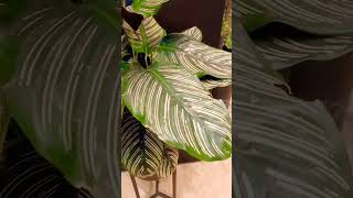 Calathea Ornathapinstripeplant [upl. by Aneehsirk]