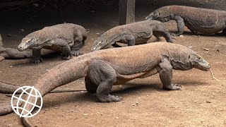 Komodo National Park Indonesia Amazing Places 4K [upl. by Odeen]