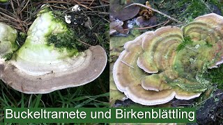 Heilpilze Buckeltramete und Birkenblättling  Vitalpilze [upl. by Skylar]