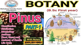 Pinus Life CyclePinus Morphology and AnatomyPinus BSc 1st year [upl. by Dill]