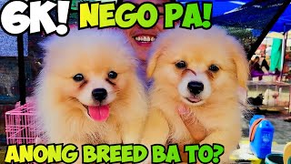 MAGAGANDA PERO MURANG PETS SA GROTTO PET MARKET [upl. by Ahseiyt]