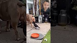 Crow and Dong funny 🤣 video 📸 shorts [upl. by Nilauqcaj593]