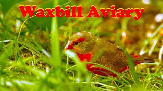 Orangebreasted Waxbills in Outdoor Finch Aviary [upl. by Aidnis935]