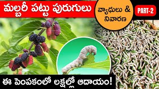 Silkworm Farming  Part  2  How To Start Silkworm Farming in Telugu  Sericulture in Telugu [upl. by Krigsman173]