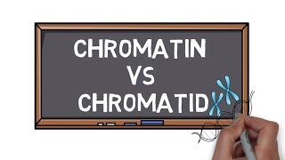 Chromatin Vs Chromatid  What is the Difference  Pocket Bio [upl. by Mariette]