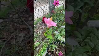 Try grafting hibiscus flowers into roses shorts [upl. by Lathrope266]