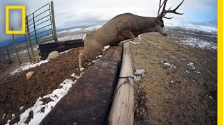 A Deer Migration You Have to See to Believe  National Geographic [upl. by Ettenwahs]