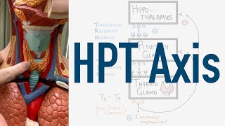 HPT Axis Feedback Loop  Hypothalamus Pituitary Thyroid [upl. by Iglesias190]