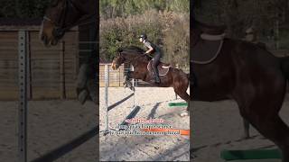 horse equitation equines centreequestre horserider dressage pony [upl. by Eggleston545]