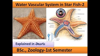 Water Vascular System in Starfish  HSR Bioinfo  BSc Zoology 1st semester  Sahukari Ravi [upl. by Aramad506]