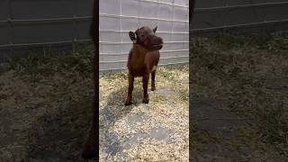 Arizona State Fair Animals and Petting Zoo [upl. by Zuliram]