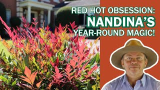 Obsession™ Nandina Your Ultimate Red Foliage Hedge [upl. by Wanids]