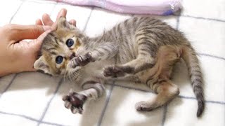 おなかいっぱい食べて、遊んだ後幸せそうな顔で眠りにつく子猫がカワイイ【赤ちゃん猫 保護猫】 [upl. by Enomahs178]