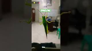 TIPAKLONG short insects [upl. by Carvey]