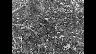 Whites Thrush Stomps around the Forest Floor to Catch Bugs Hiding under Leaf Litter [upl. by Latsirk610]