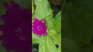 Vadamalli flower in tamil  Globe amaranth flower  purple color flower plant [upl. by Timmy]