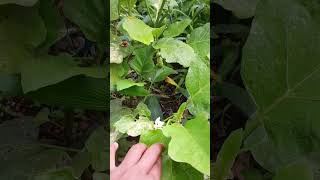 shigru or drumstick nd hi new egg plant glad to c that u bloomed🥰🥰🤗🤗 suscribe now share now [upl. by Clementi996]