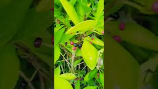 Ardisia elliptica youtubeshorts youtube plants medical health value vlog nature [upl. by Belicia]