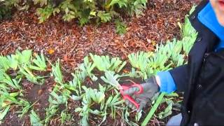 Iris Winterizing  Wisconsin Garden Video Blog 463 [upl. by Aneehs]