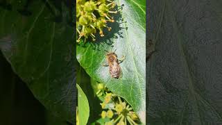 An Ivy Bee cleaning itself before collecting more pollen [upl. by Monroe568]