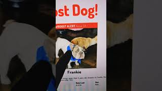 MISSING FRENCHIE NAME FRANKIE AZUSA CA LETS FIND HIM AZUSACA LOSTDOG FRENCHBULLDOG FYP HI [upl. by Aleafar300]