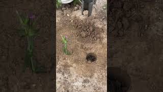 seedling transplantertech avtechgadgets gadgets ytshorts [upl. by Feinberg]