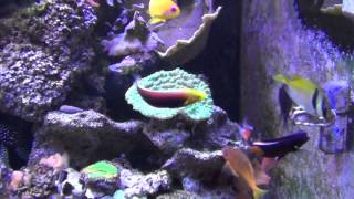 Achilles Tang Dominates Feeding Time  HD [upl. by Reade]