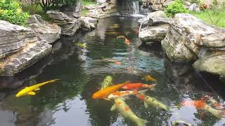 CAT GAMES FISH  Catching Goldfish Fish Video for Cats to Watch [upl. by Tnahs]