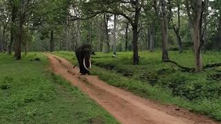 Elephant Attack at Kabini MRKabini Tusker Charge  Nagarhole national Park  Kabini Forest shorts [upl. by Eugor]