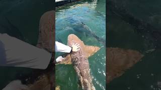 Hand feeding the big tarpon fishing tarpon shark tuna southflorida [upl. by Farl]