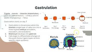 Gastrulation Notes [upl. by Eila]