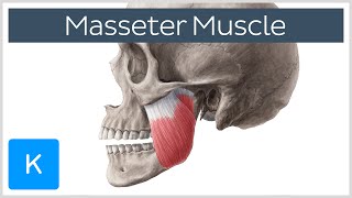 Masseter Muscle Origin Insertion Innervation amp Function  Anatomy  Kenhub [upl. by Guibert785]