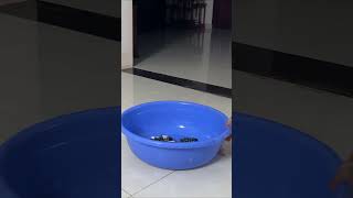 The intelligent monkey Luk voluntarily goes to do laundry cute animals family funny funnyvideo [upl. by Angeline116]