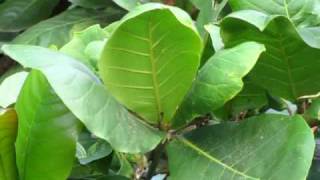 Palm squirrel foraging in tropical almond Terminalia Catappa tree [upl. by Zug]