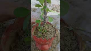 How to grow Euphorbia milii plant from cuttings faster in easy waycactus [upl. by Nyladnek]