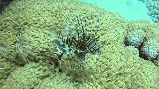 Обворожительные скорпеновые Крылатказебра pteroisvolitans commonlionfish [upl. by Ssyla]