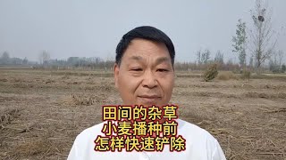 小麦播种前，田间长出的杂草，怎样防除效果好 [upl. by Novyak]