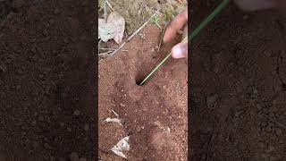 How black ants attack bugs for food shorts [upl. by Aetnuahs]