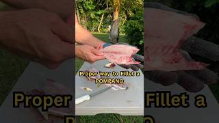 The CORRECT Way To Fillet A Pompano shorts [upl. by Nerro]